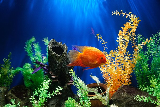 Dubai Aquarium and Underwater Zoo Admission Ticket With Options - Customer Feedback and Reviews