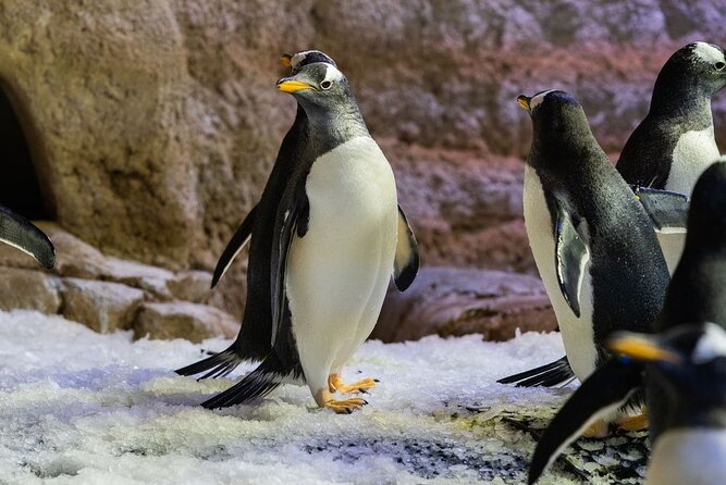 Dubai Aquarium With Various Animal Encounter and Access Options - Guest Reviews and Feedback