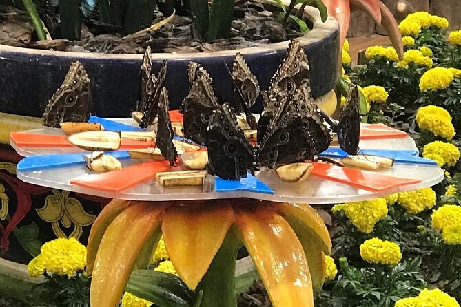 Dubai Butterfly Garden Entry Ticket - Review Highlights and Ratings