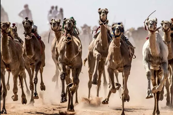 Dubai Royal Camel Race With Prime Seats & Short Camel Ride - Reviews and Ratings