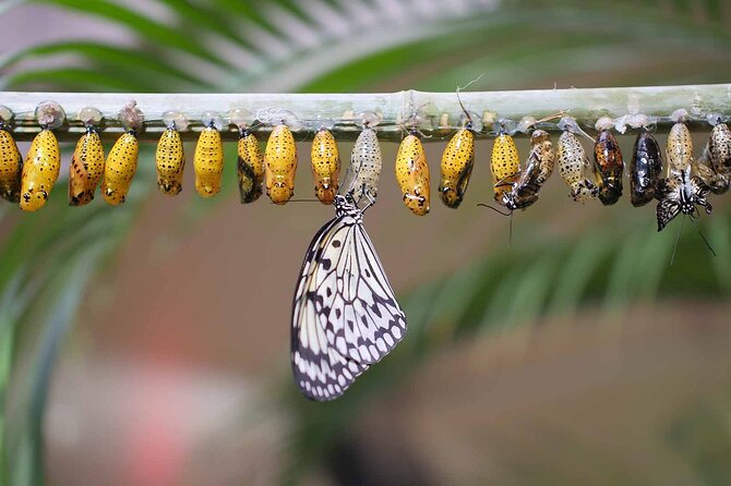 Dubai: Skip-The-Line Ticket to Butterfly Garden - Important Operational Details