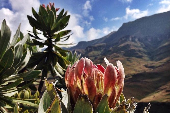 Durban: Journey Along the Epic Sani Pass & Lesotho Tour - Reviews and Testimonials