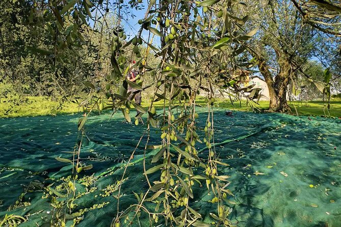 E.V.O. Oil of Lake Como Tasting+ Food Pairings - Considerations for Participants