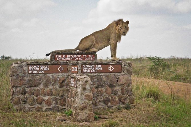 Early Morning Half Day Mini Safari To Nairobi National Park - What to Expect on the Tour