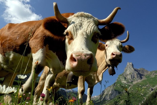 Eiger and Jungfrau Panorama Day Trip From Lucerne - Independent Exploration Opportunities