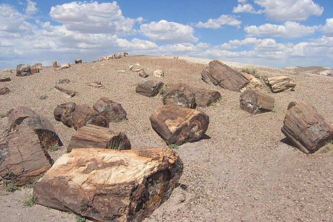 El Calafate: Day Trip to the Spectacular Petrified Forest La Leona - Reviews and Feedback