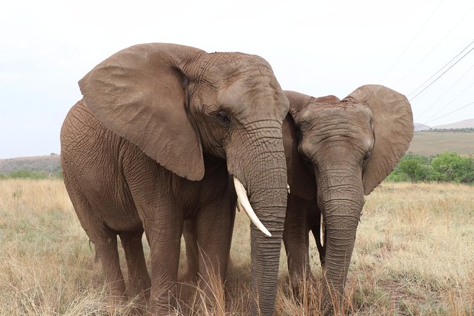 Elephant Experience & Lesedi Cultural Village - Professional Guide and Photographer