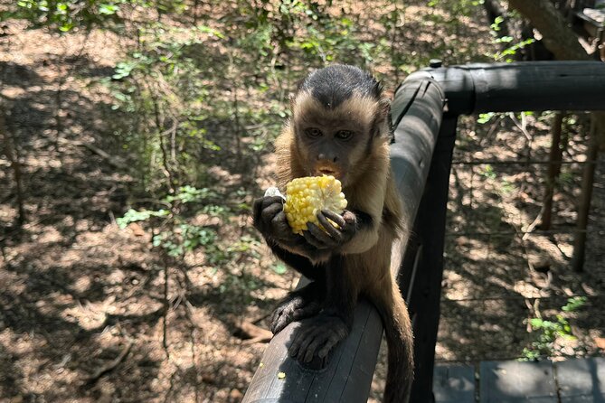Elephant & Monkey Sanctuary Tour From Johannesburg - Knowledgeable and Friendly Guide