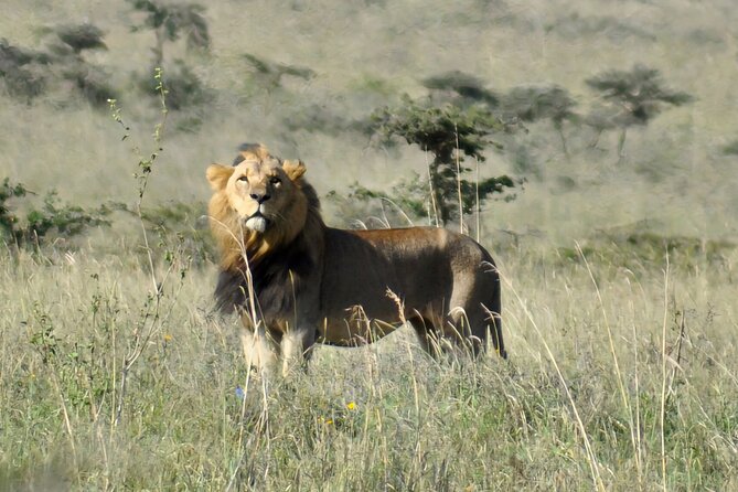 Elephant Orphanage, Giraffe Centre& Optional Nairobi Nationalpark - Professional Tour Guide Expertise