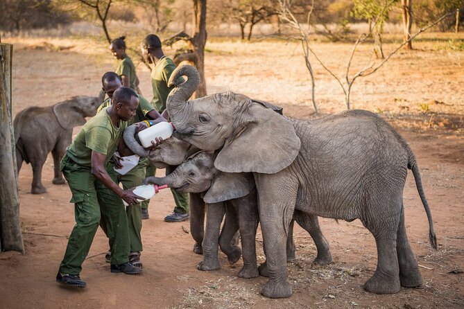 Elephant Orphanage Ticket With Pick up and Drop off - Customer Experiences and Reviews