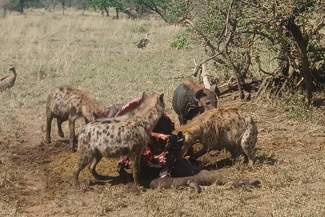 Elephant Safari Tanzania 4 Days **Sustainable Approach to Travel - Responsible Wildlife Viewing Practices