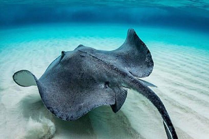 Set out on a Professional and Passionate Scuba Diving Adventure! - Discover Scuba Diving Experience