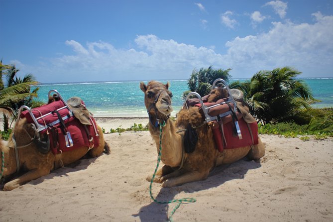 ENJOY UNIQUE CAMEL RIDE in Puerto Morelos With Transportation - Booking and Reservation Details
