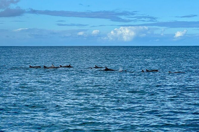 Exciting Dolphin Encounters in the Maurtiuss Lagoon - Guest Testimonials and Feedback