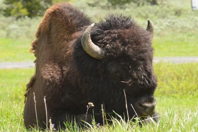 Exclusive Private Yellowstone Excursion: Discover the Upper Loop - Scenic Highlights of the Upper Loop
