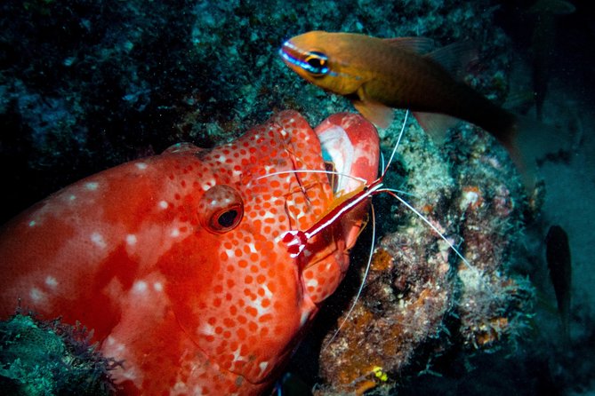 Exploration Dives for Experienced Divers - Traveler Recommendations and Ratings