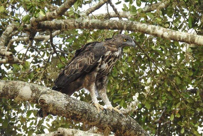 Explore Beauty Of Yala (Ruhuna) National Park From South Coast in One Day. - Pickup Locations and Meeting Point