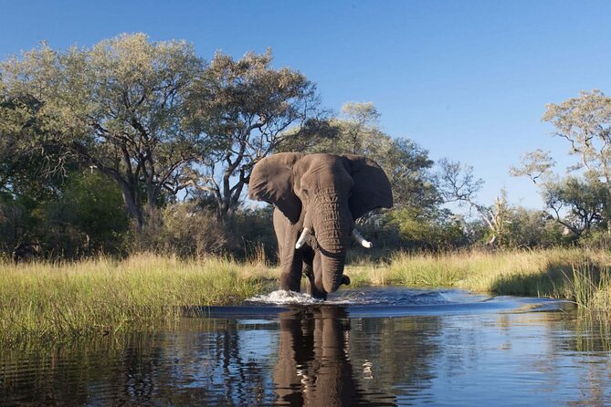Explore Chobe National Park With a Day Trip From Victoria Falls - Guided Tour Experience