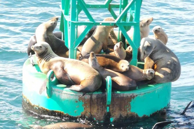 Family and Private Group Whale and Dolphin Watching - What to Bring on the Tour