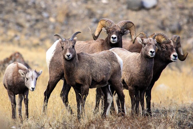 Family Friendly Private Tour at Yellowstone National Park W/Lunch - Reviews and Pricing