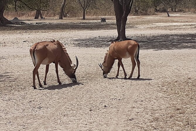 Fathala Wildlife Park - Lion Walk Adventure