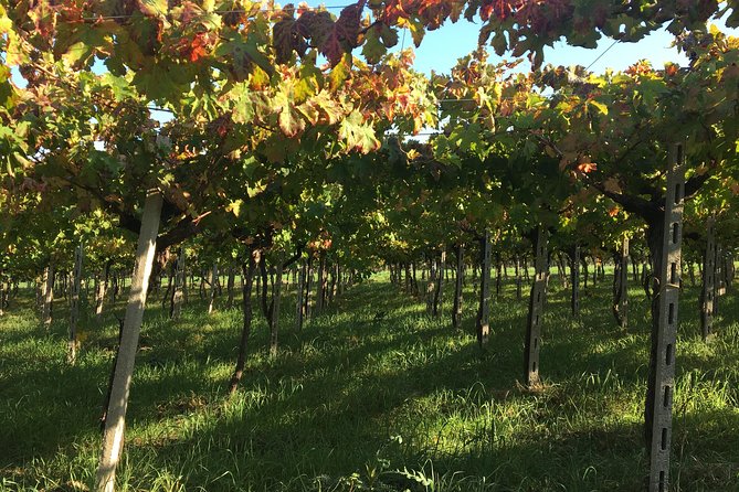Food and Wine Tour of San Vito Chietino - Reviews and Ratings