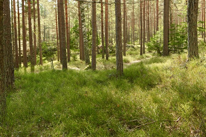 Forestbathing and Natural Spring Water - in Stockholm Nature - Immerse in Natures Serenity