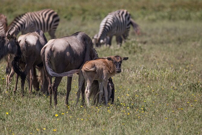 From Arusha: 5 Days Classic Safari Cats, Calves & Crater - Guest Reviews