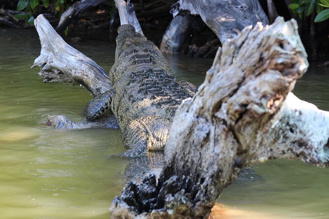 From Valladolid: Rio Lagartos + Coloradas + Ek Balam + Cenote (Transport) - Pricing and Fees