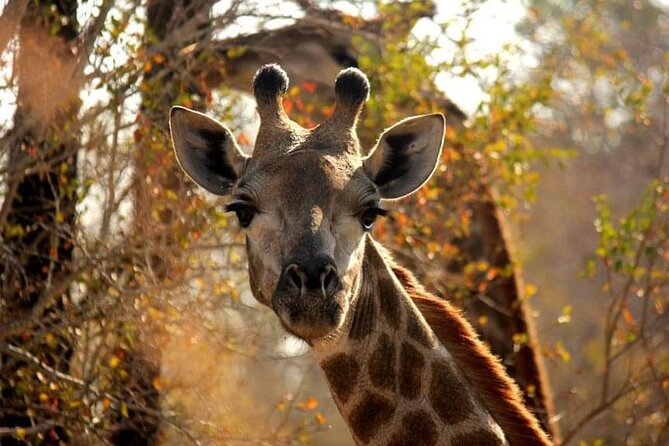 Full Day Addo and Schotia Private Game Reserve Safari - Frequently Asked Questions