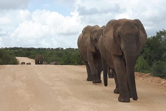 Full Day Addo Elephant National Park Safari Wit BBQ:Thentic Tours - Pickup and Drop-off Details