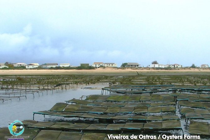 Full Day Boat Tour In Fuseta  - Faro - Maximum Group Size