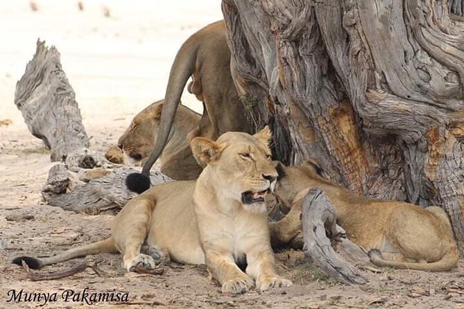Full Day Chobe Game Drive, Guided Tour of Falls & 15 Mins Helicopter Flight - Chobe Game Drive