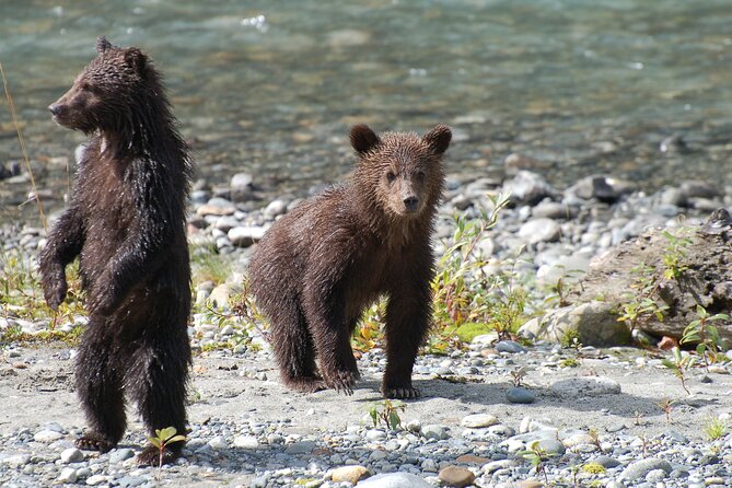 Full Day Grizzly Bear Tour to Bute Inlet - Accessibility Information