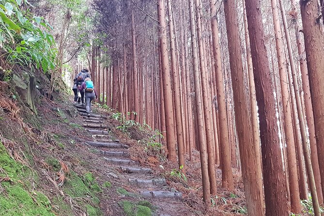 Full Day Hiking Trail Waterfalls - in Lomba De São Pedro - Azores - Traveler Reviews and Ratings