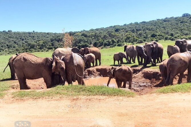 Full Day Private Addo Elephant Safari Min 2 Pax Max 6 Pax - Operational Details and Accessibility