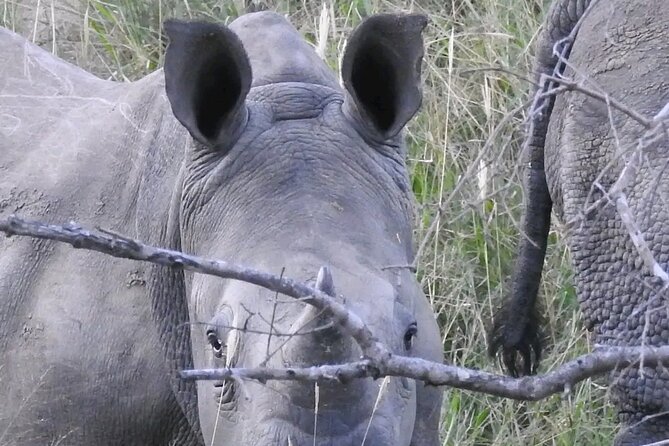 Full Day Private Pilanesberg Open Vehicle Safari - Frequently Asked Questions