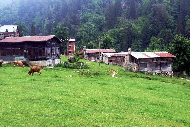 Full-Day Private Tour to Ayder Plateau From Trabzon - Tour Reviews and Feedback