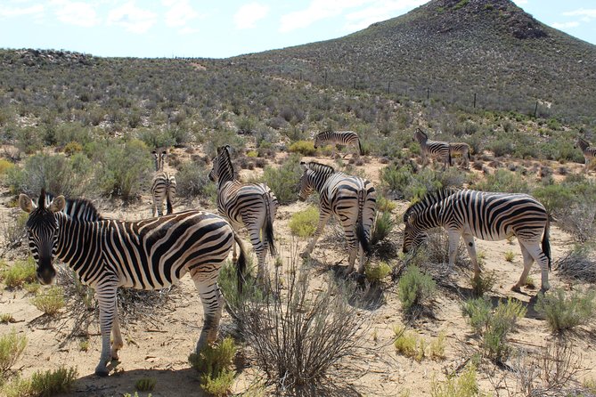 Full-Day Safari Aquila Game Reserve From Cape Town - Buffet Breakfast and Lunch