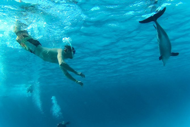 Full-Day Snorkeling With Dolphins in Hurghada With Lunch - Dolphin Sighting Opportunities