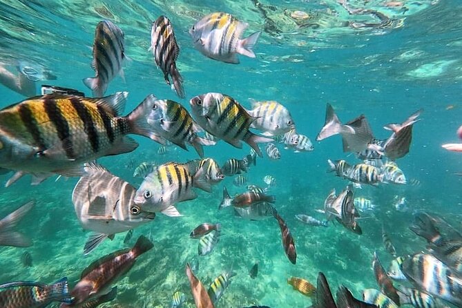 Full Day Tour to the 5 Rosario Islands - Itinerary and Activities