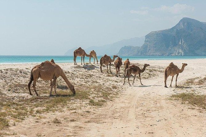 Full Day West Tour of Salalah - Inclusions and Exclusions