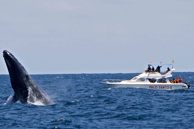 Full-Day Whale Watching Tour in Samana Bay From Punta Cana - Essential Considerations