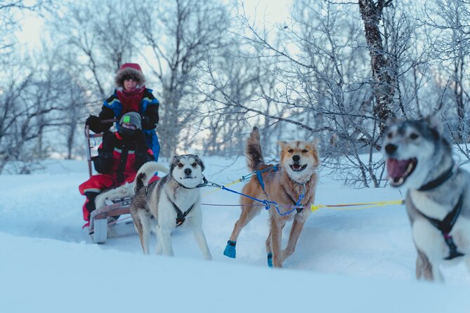 Fun & Easy Dog Sledding Adventure - Early Bird 08:10 - Safety Considerations
