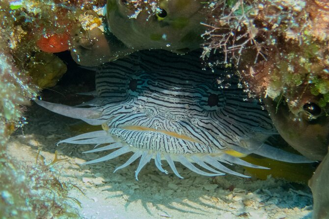 Fundiving in Cozumel - by Ferry - 2 Tanks in the Wonderful Caribbean Sea - Ratings and Reviews