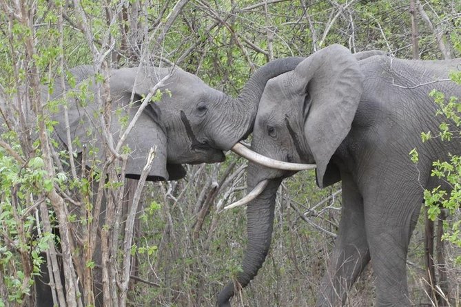 Game Drive and Rhino Viewing Safari - Frequently Asked Questions