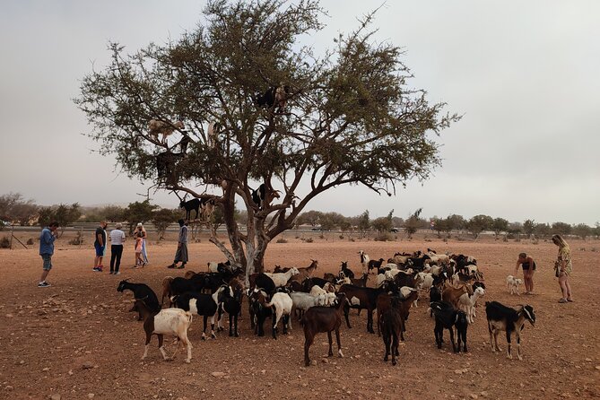 Goats on the Tree Trip From Agadir & Taghazout - Local Culture and Insights