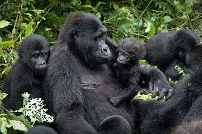 Gorilla Tracking & Batwa Culture Experience - Private Tour Experience
