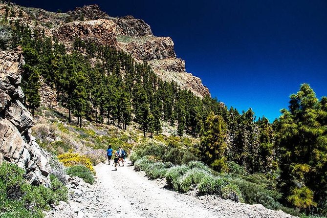 Guided Hike - The Tajinaste Trail - Tour Details