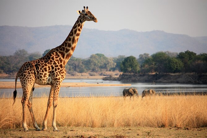 Guided Safari Tour, Lodging & Meals, S. Luangwa National Park by Landcruiser 4x4 - Safari Experience in S. Luangwa
